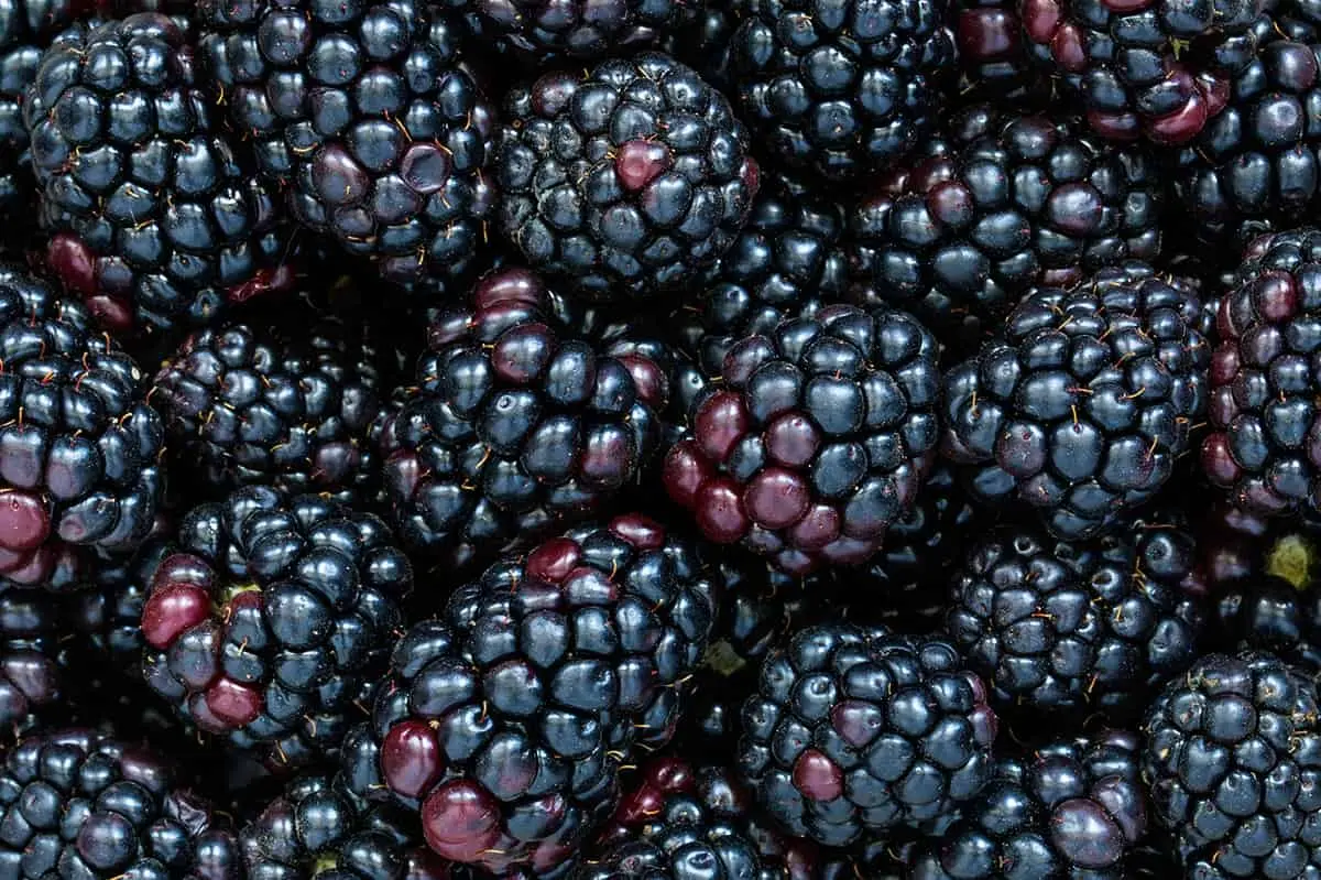 Kupine - BB Fruto 21