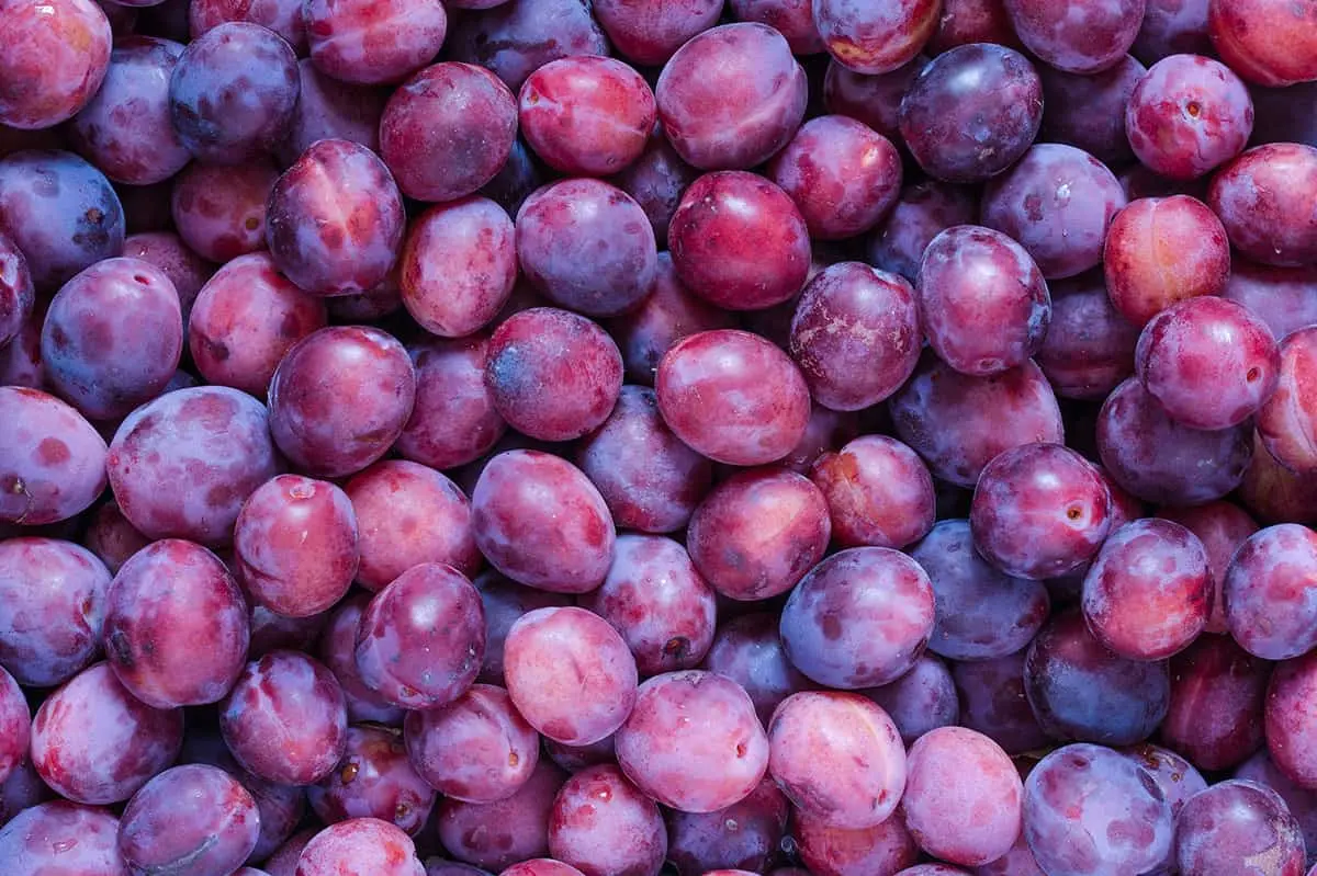 Šljive - BB Fruto 21