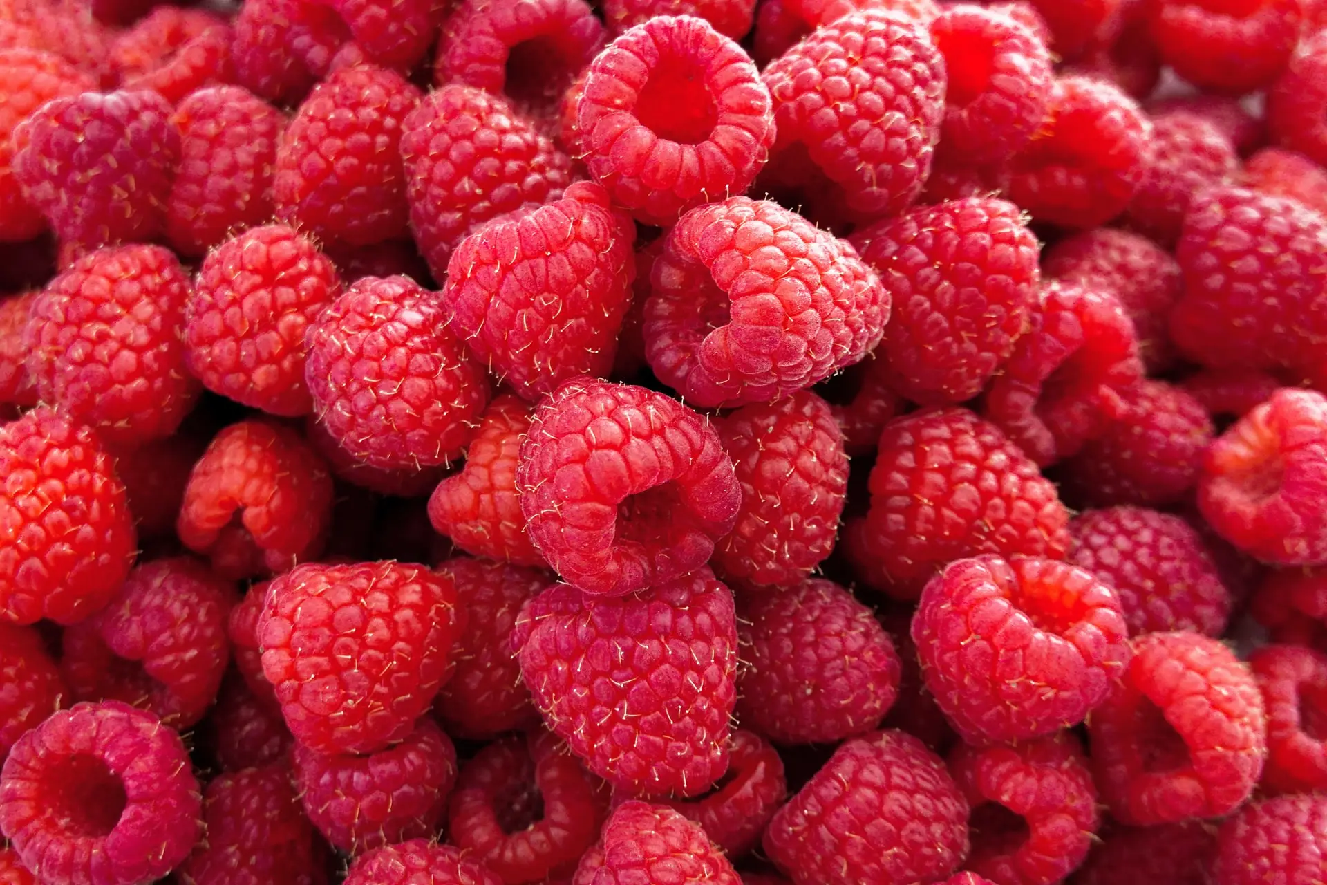 Maline - BB Fruto 21